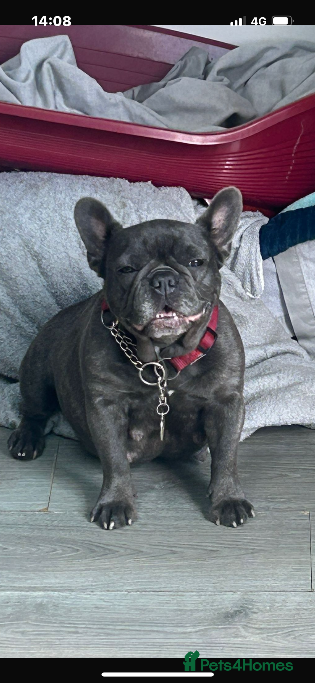 French Bulldog dogs for sale: 2 chunky well breed French bull dog pups  - Image 8