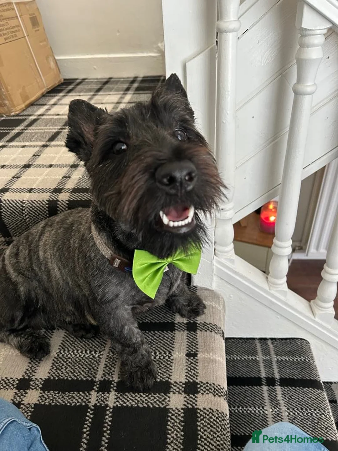Scottish Terrier dogs for sale: Scottish terrier puppies  - Advert 4