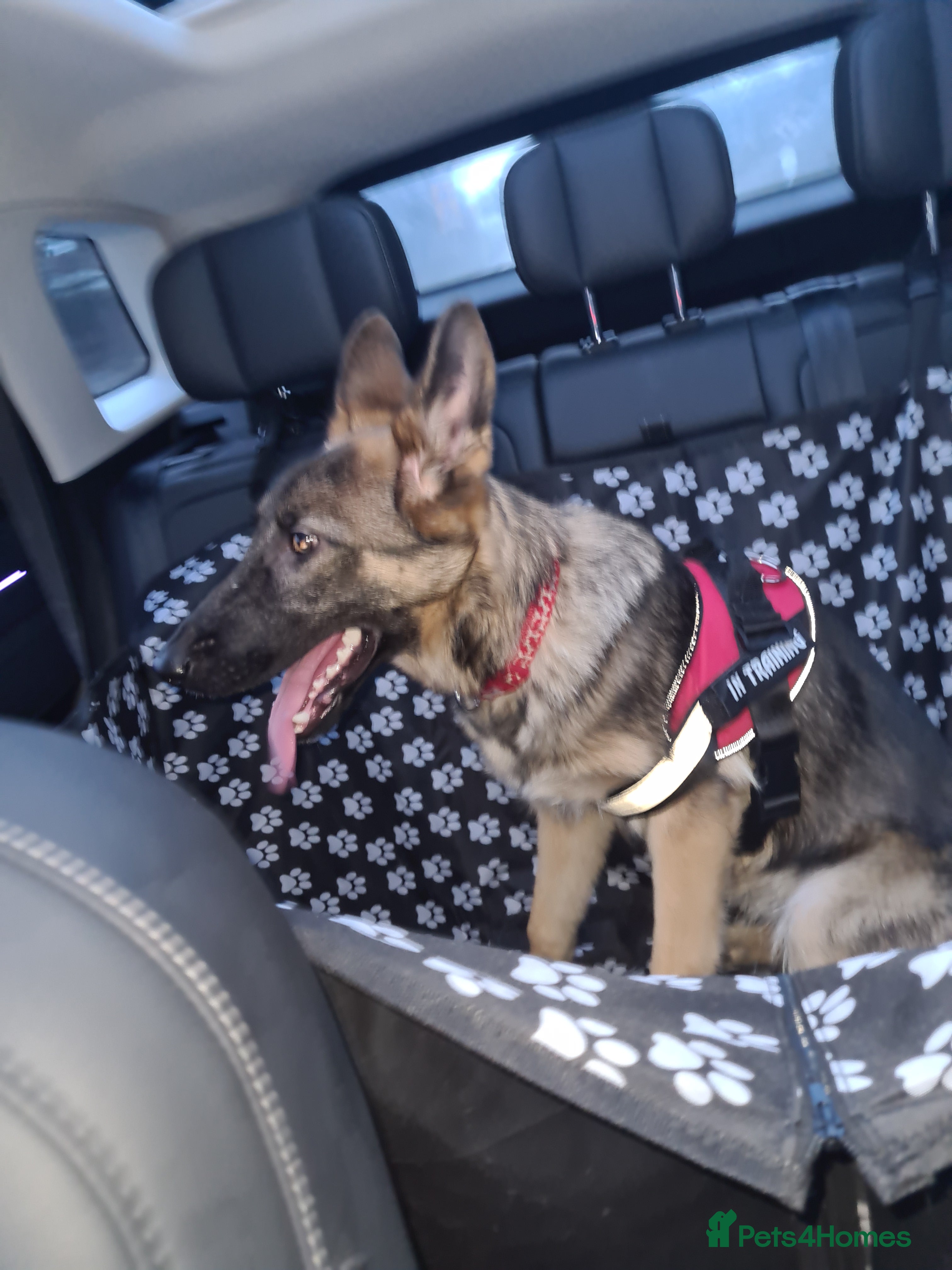 German Shepherd dogs 6 month old german shepherd for sale - Advert 5