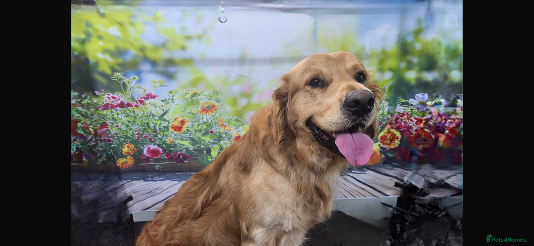 Golden Retriever dogs for stud: Golden boy Baxter - Image 4