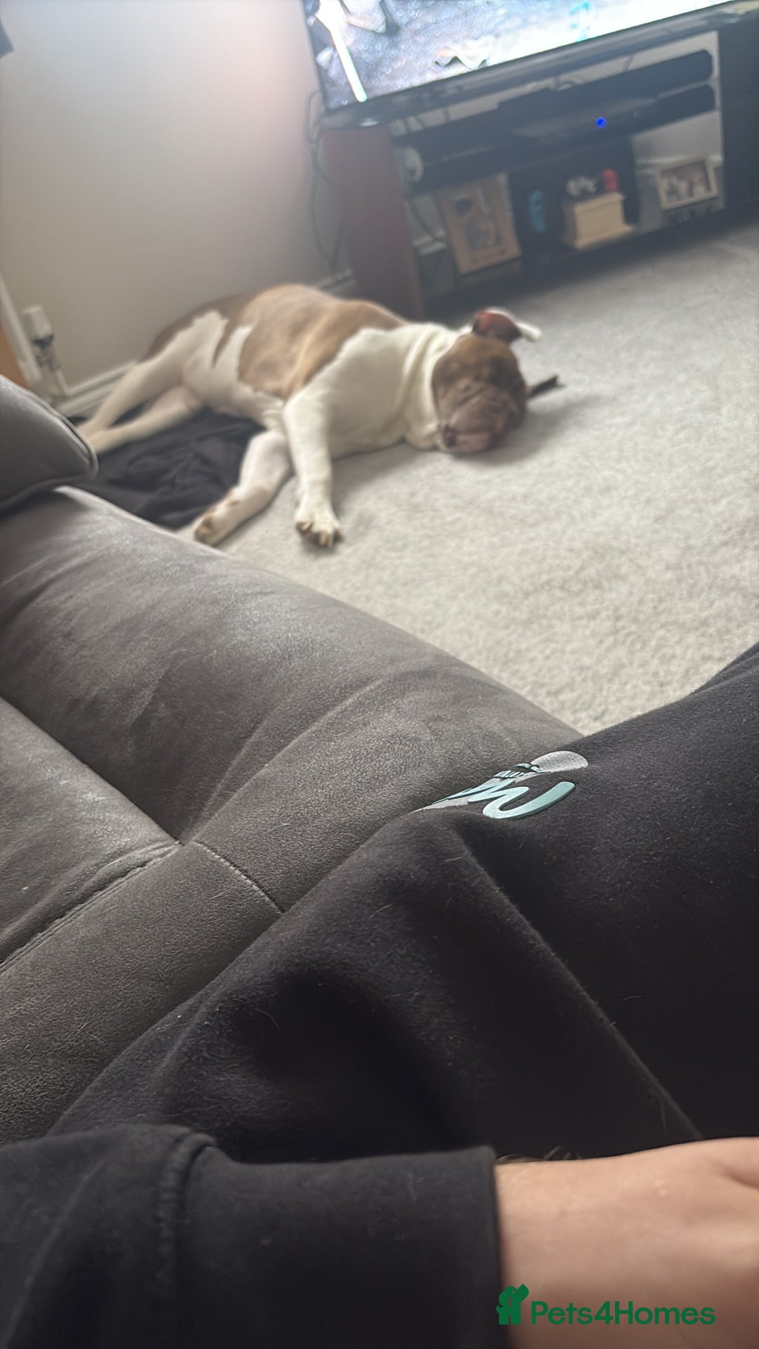 Mixed Breed dogs for sale: Bronx 8yr old alapha blue blood x - Image 5