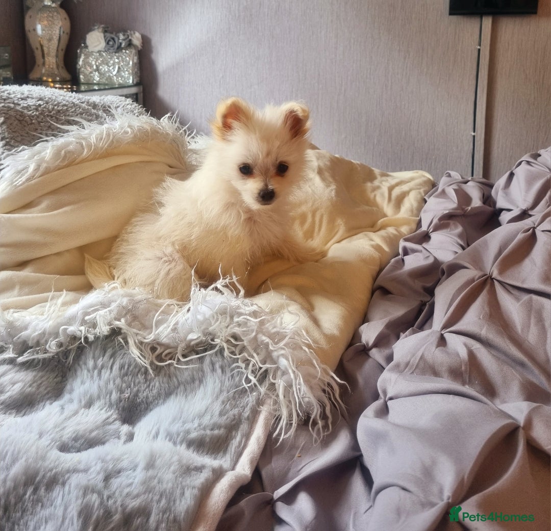 Pomchi dogs for sale: Pomchi  - Image 4