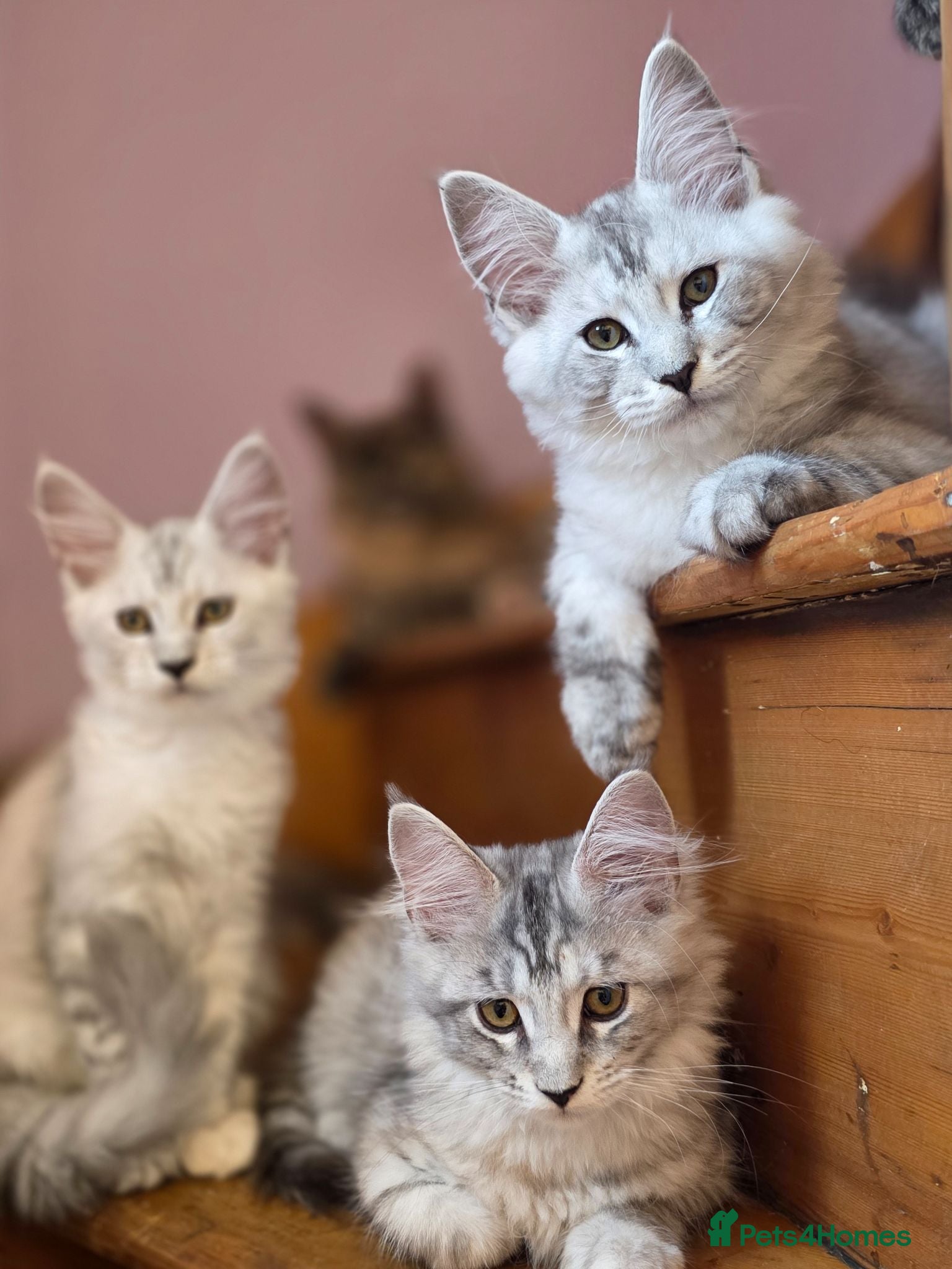 Maine Coon cats Pedigree Pure TICA Registered Maine Coon Kittens - Advert 1