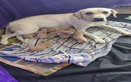 Labrador Retriever dogs for sale: Gorgeous Labrador puppies - Image 1