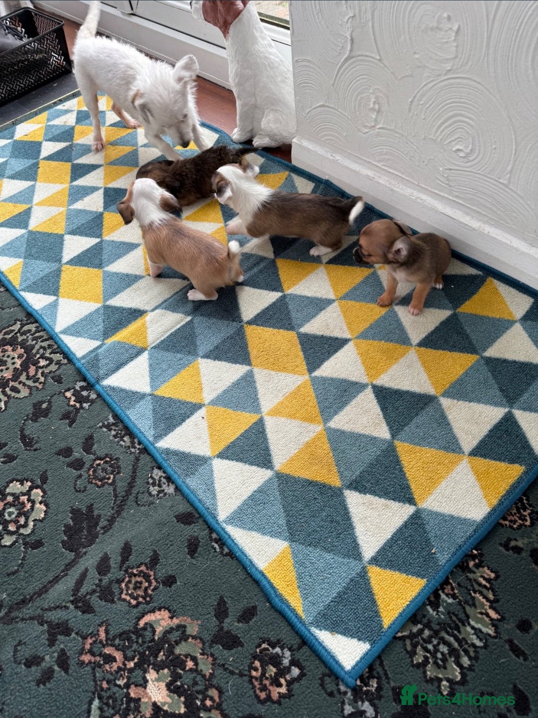 Mixed Breed dogs for sale: Chihuahua x Jack Russel/Shih Tzu - Image 2