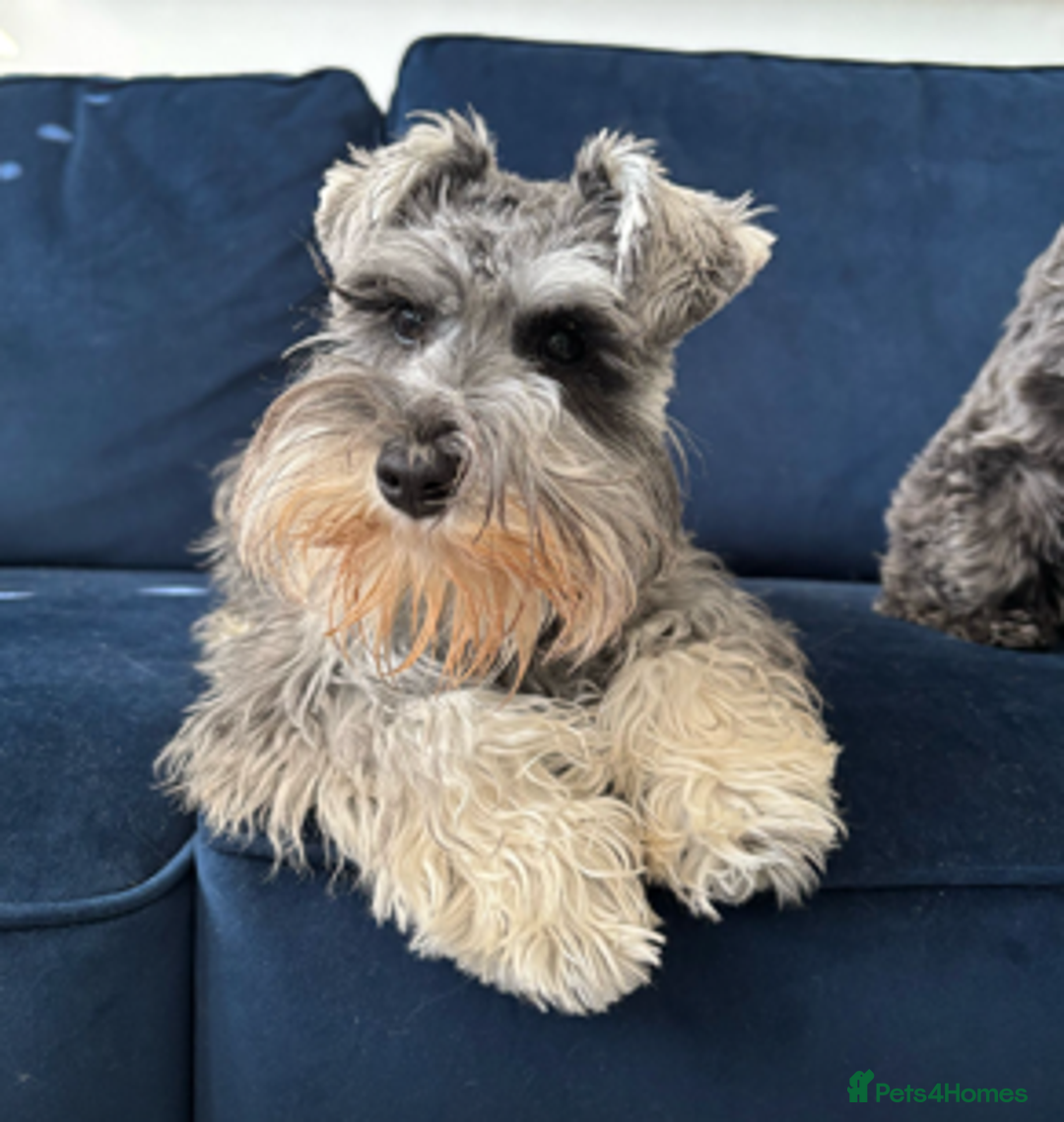 Miniature Schnauzer dogs for sale: Beautiful Miniature Schnauzers - 4 reserved  - Image 9