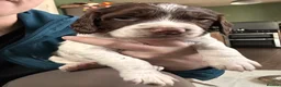 English Springer Spaniel dogs for sale: RKC English Springer Spaniel  - Advert 10