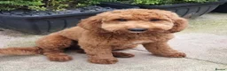 Cockapoo dogs for sale: Rare litter of F1BB cockapoos all hypoallergenic  in Middlesbrough - Advert 1