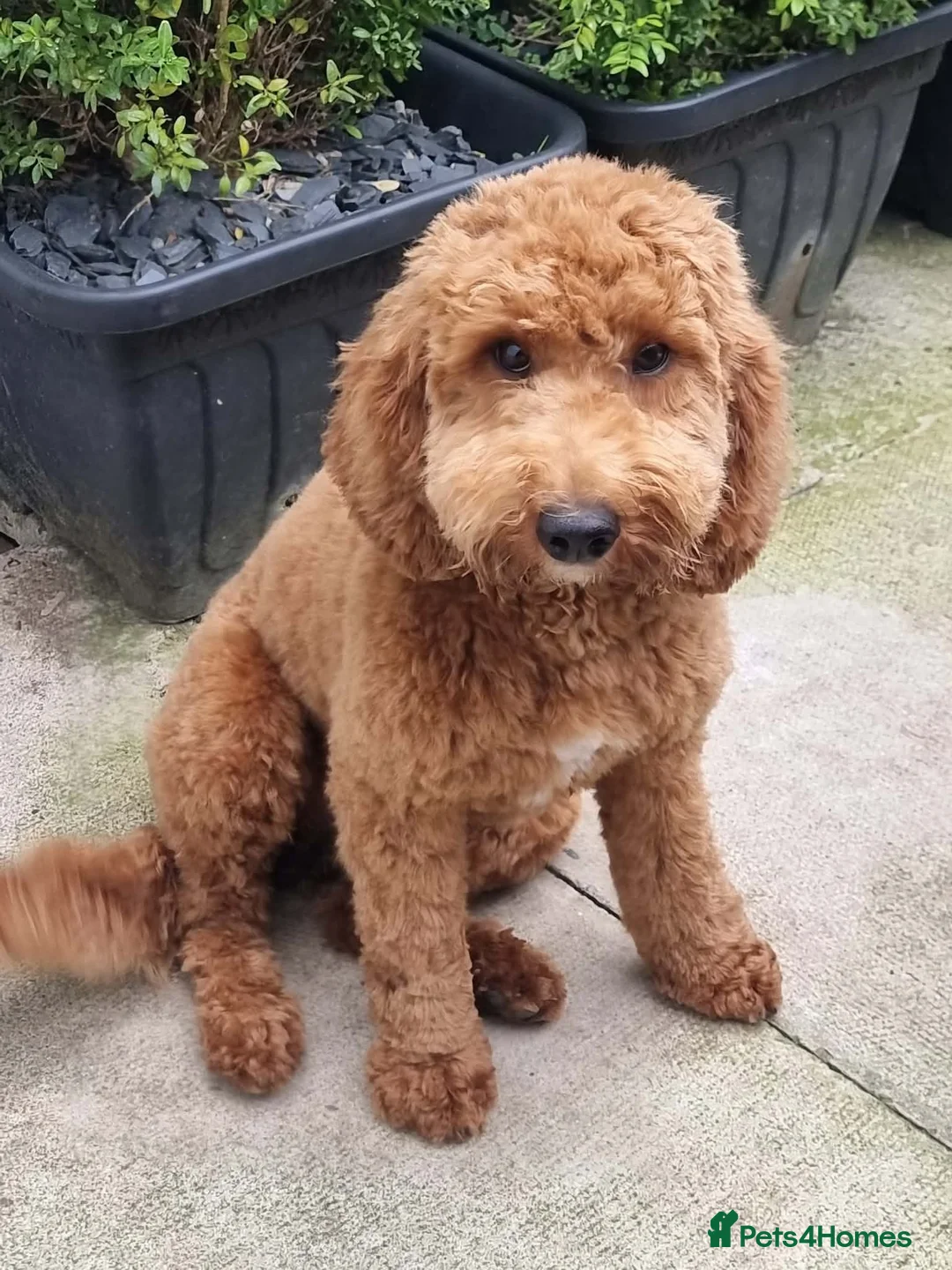 Cockapoo dogs for sale: Rare litter of F1BB cockapoos all hypoallergenic  in Middlesbrough - Advert 1