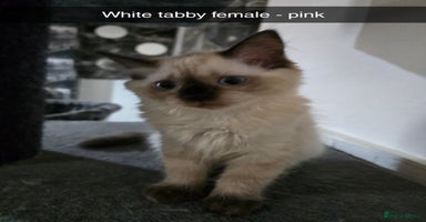 Ragdoll cats - Advert 10