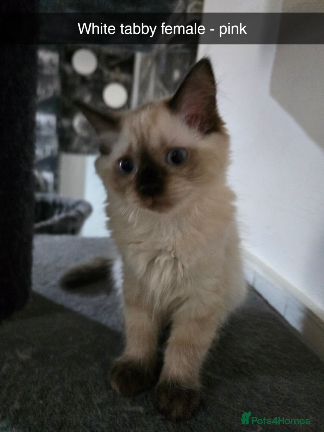 Ragdoll cats for sale: 3 beautiful ragdolls seal point/tabby point - Image 3
