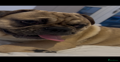 Frug dogs Male frug looking for new home  - Advert 2