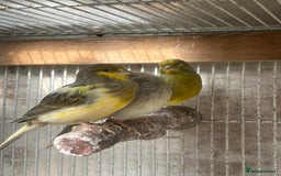 Canaries birds for sale: Canaries available  - Image 2