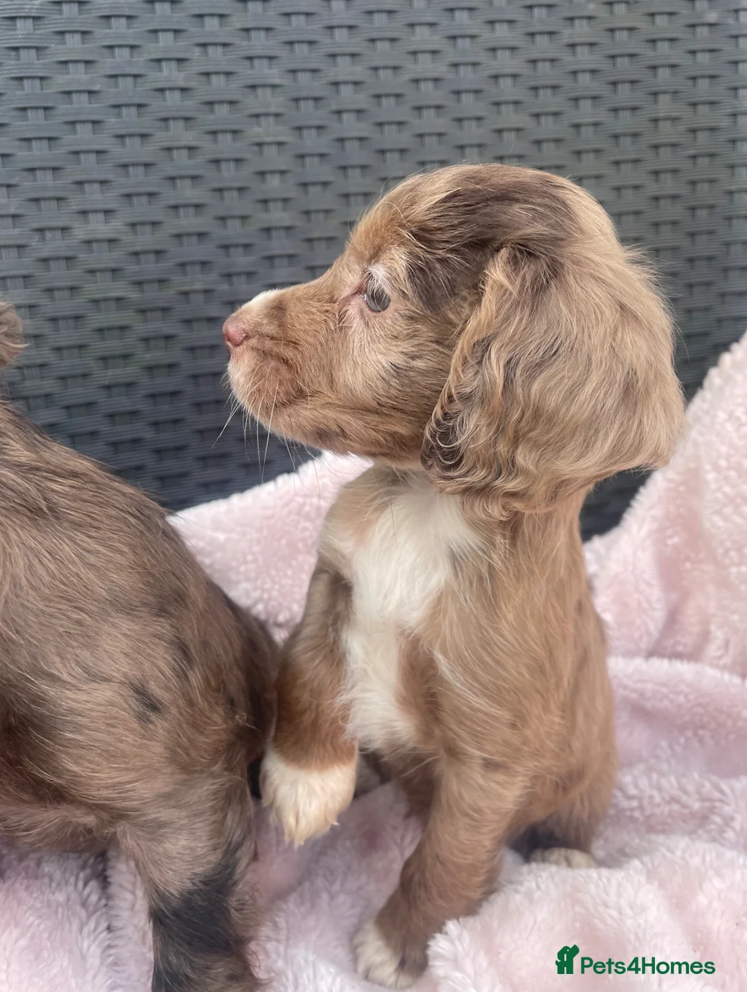 Cocker Spaniel dogs for sale: 6 Beautiful Cocker Spaniel puppies  - Advert 2