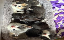 Ragdoll cats for sale: Grey calico ragdoll cross kitten - Image 9