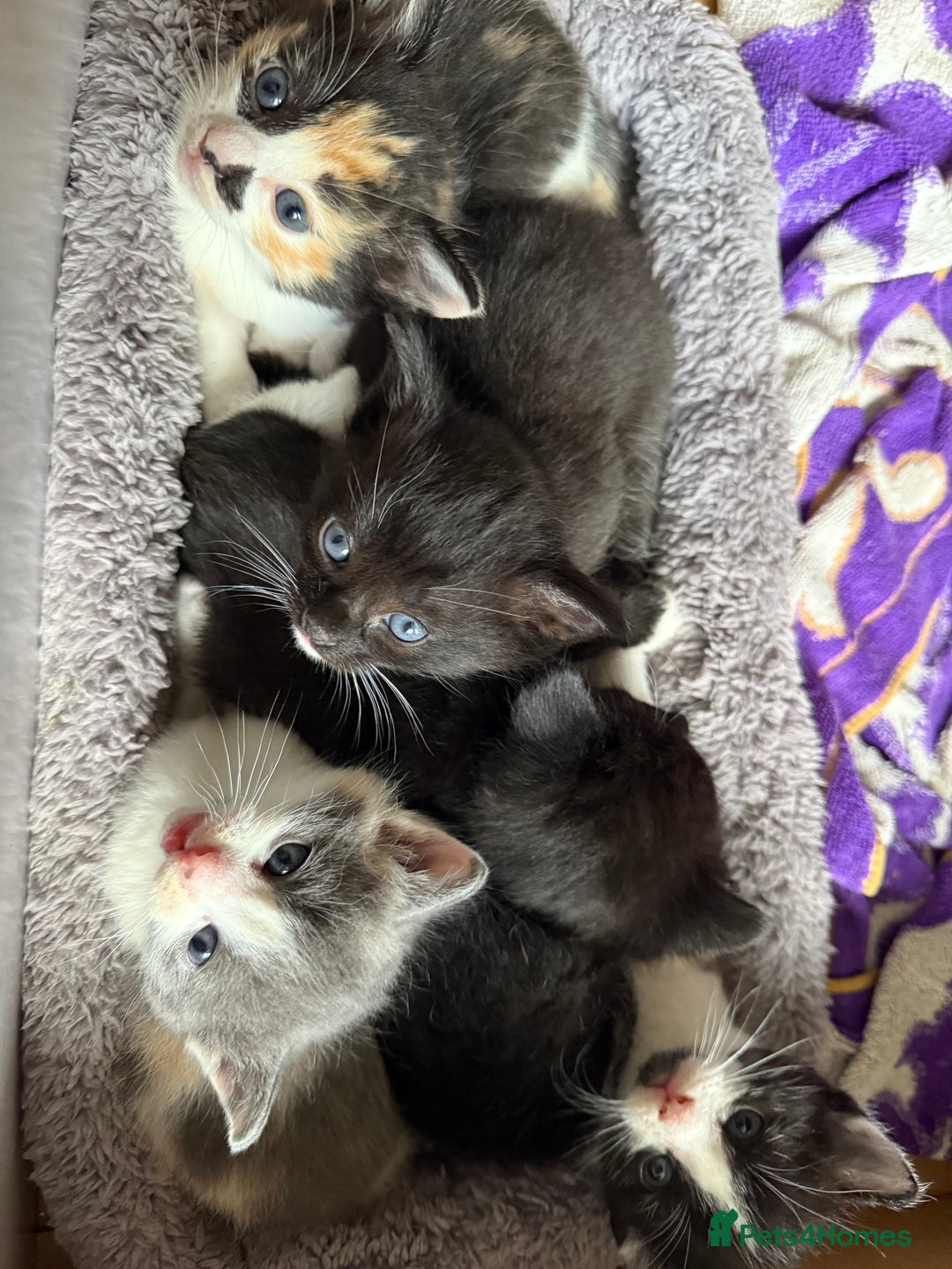 Ragdoll cats for sale: Grey calico ragdoll cross kitten - Image 9