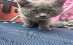 British Shorthair cats for sale: 5 British Shorthair kittens for sale - Image 22