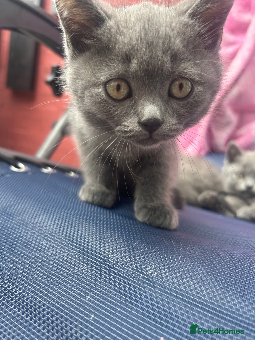 British Shorthair cats for sale: 5 British Shorthair kittens for sale - Image 22