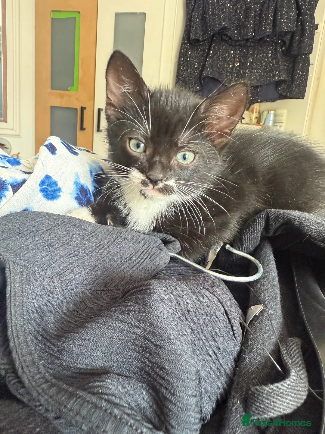 Mixed Breed cats for sale: Short haired mixed breed kittens  in Dorking - Advert 9