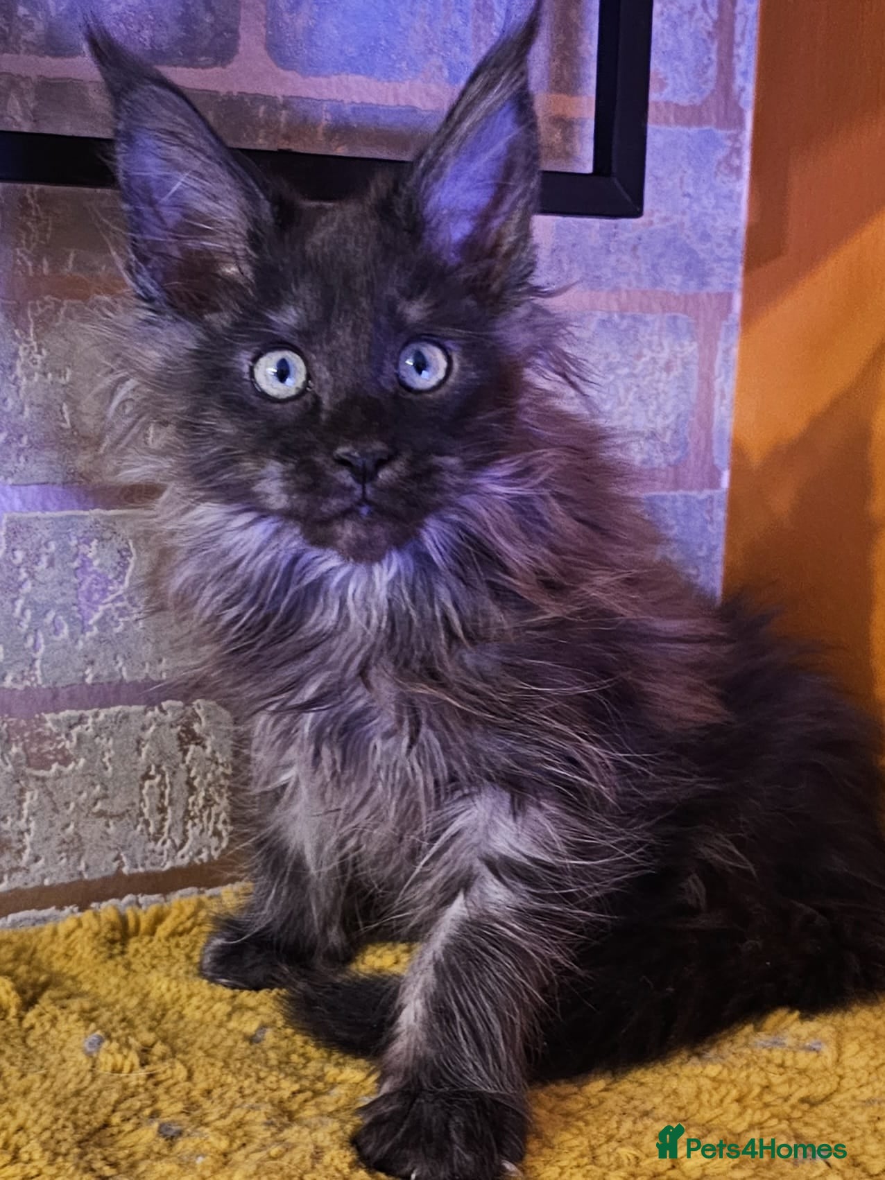 Maine Coon cats BEAUTIFUL MAINE COON KITTENS FOR SALE - Advert 1