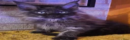 Maine Coon cats for sale: BEAUTIFUL MAINE COON KITTENS FOR SALE - Advert 1