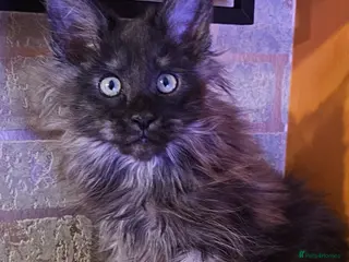 Maine Coon cats BEAUTIFUL MAINE COON KITTENS FOR SALE - Advert 1