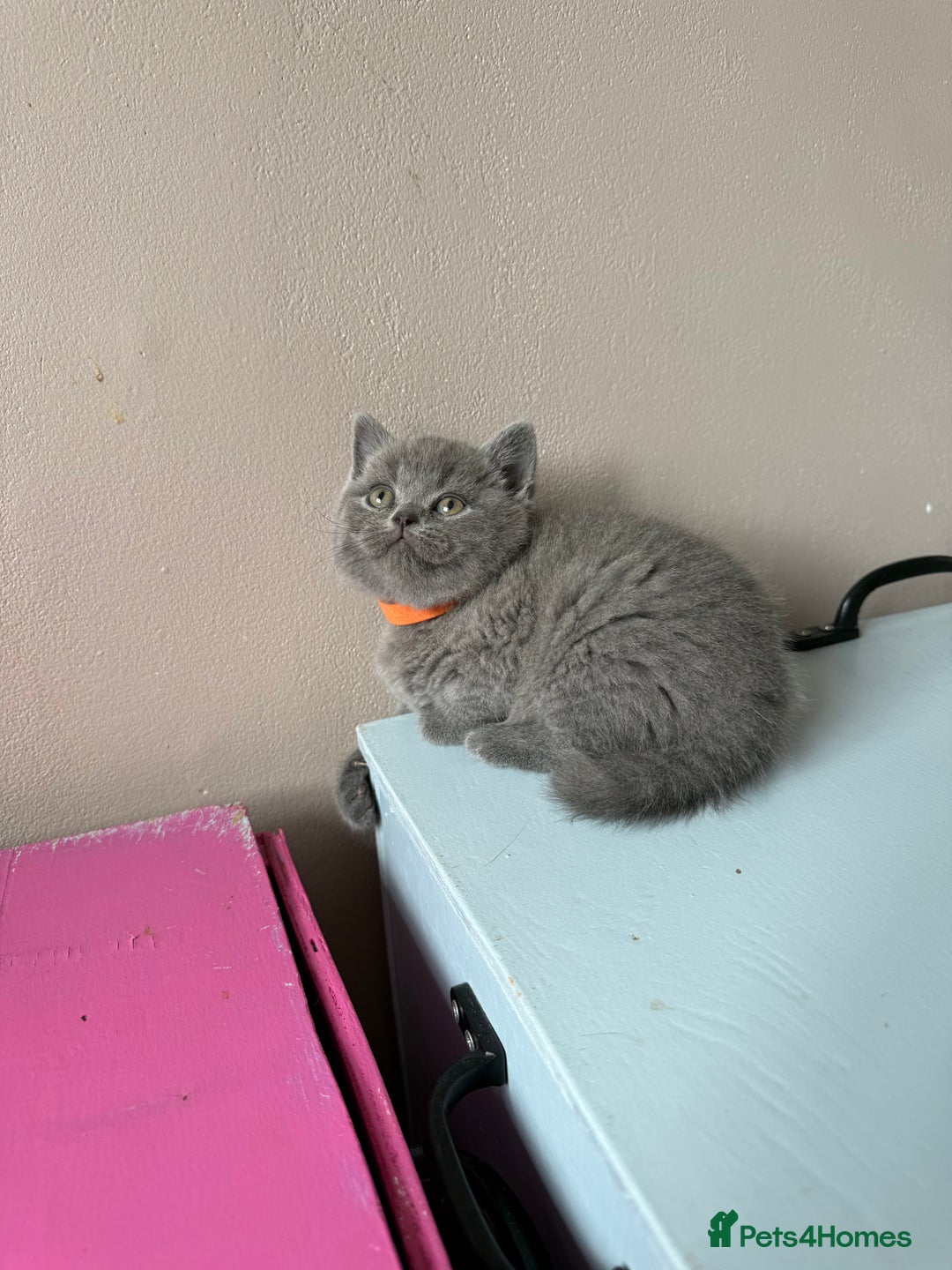 British Shorthair cats for sale: Pedigree BSH Last Female kitten ready to go!! - Image 23