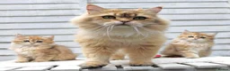 British Longhair cats for sale: Boy ready  - Advert 12
