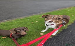 Miniature Dachshund dogs for sale: Dachshund Sad Rehome  - Image 11