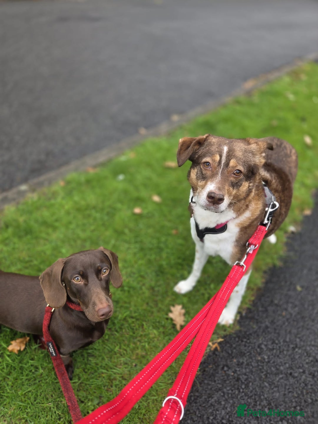 Miniature Dachshund dogs for sale: Dachshund Sad Rehome  - Image 11