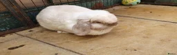 Mini Lop rabbits for sale: Spayed/neutered rabbits for adoption Vac rhd2 - Advert 14