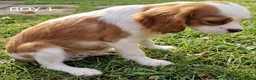 Cavalier King Charles Spaniel dogs for sale: Blenheim Cavalier King Charles Spaniel Puppies - Advert 13