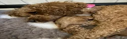 Cavapoo dogs for sale: F1bb toy cavapoo - Advert 6