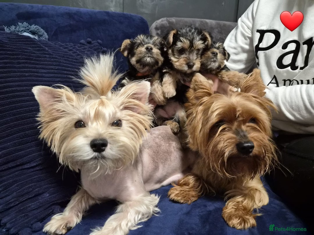 Yorkshire Terrier dogs for sale: Yorkshire terrier puppies (3 girls) - Image 1