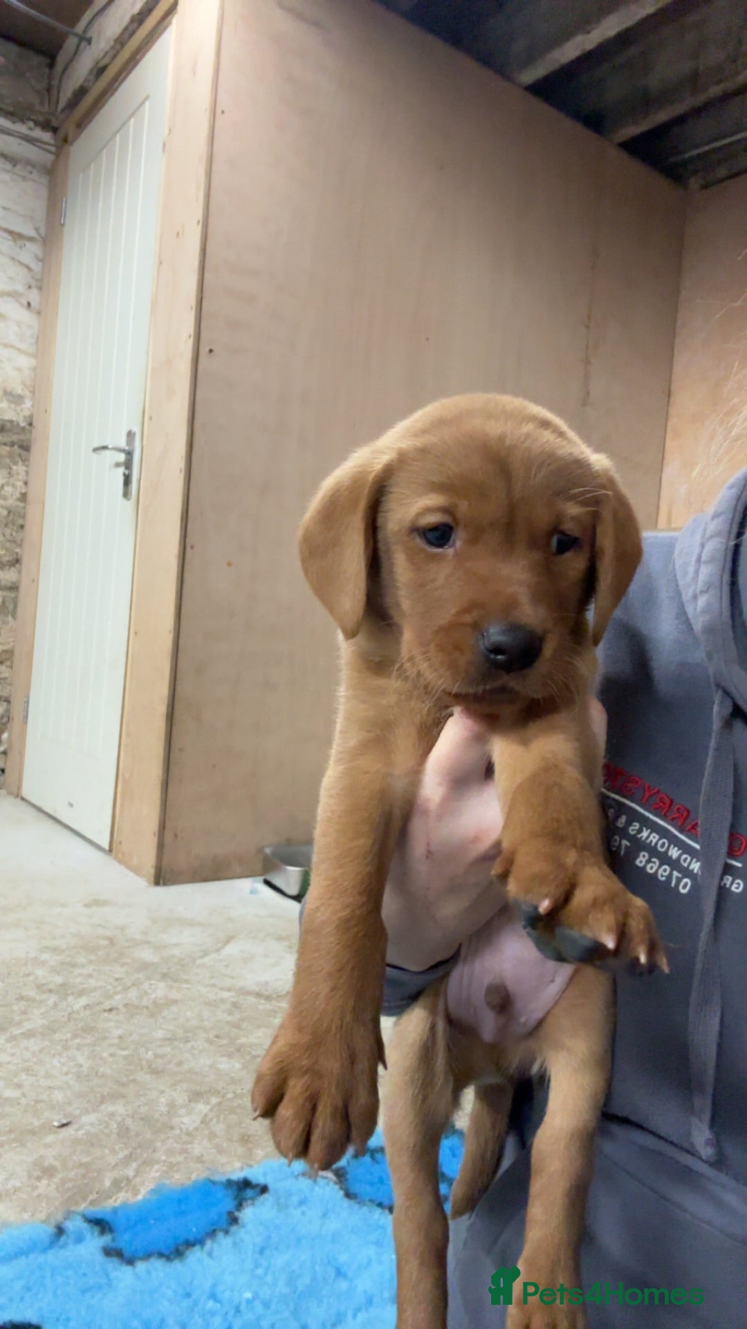 Labrador Retriever dogs for sale: KC reg health tested lab pups  - Image 19