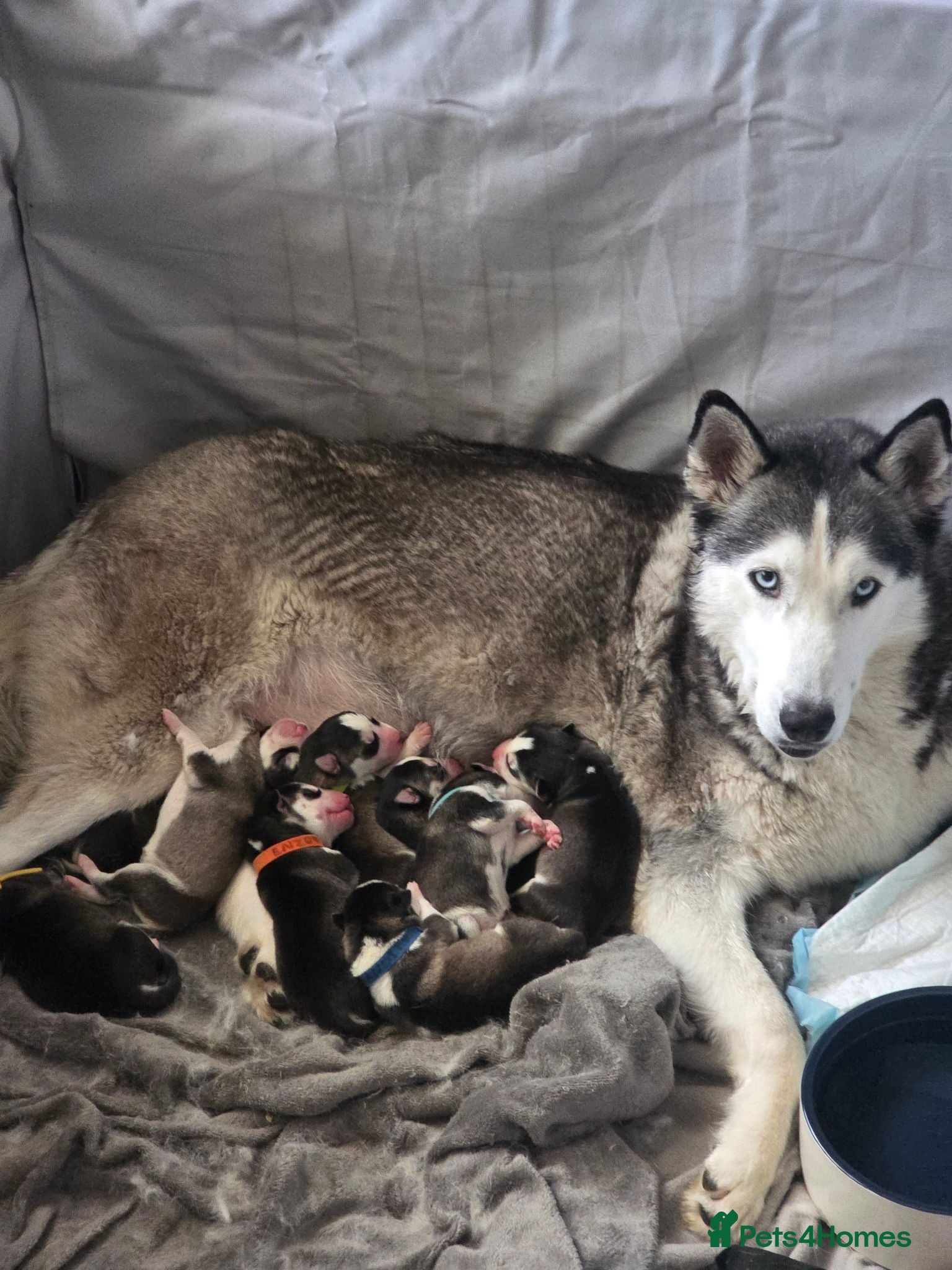 Siberian Husky dogs 9 siberian husky puppies - Advert 8