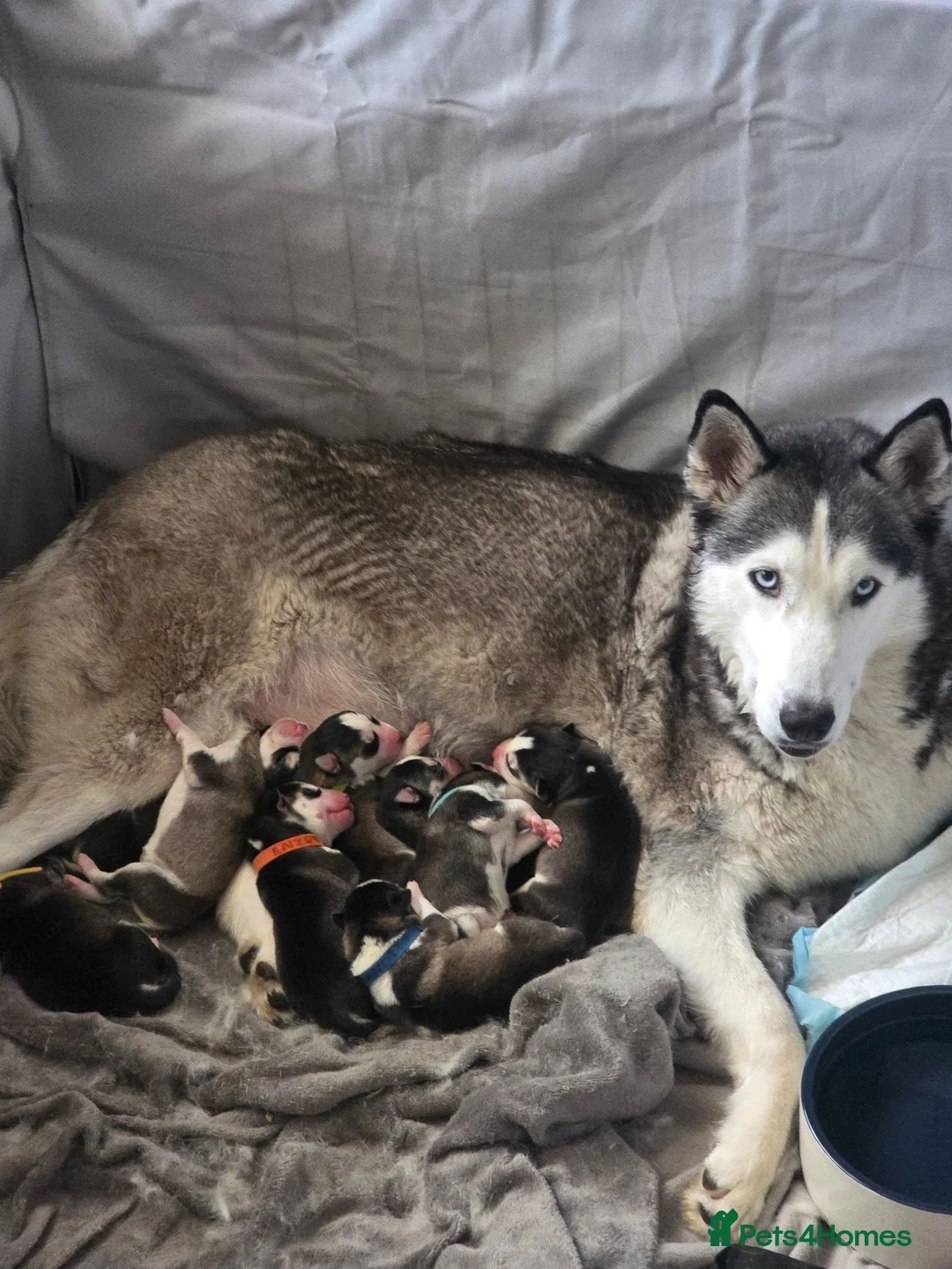 Siberian Husky dogs for sale: 9 siberian husky puppies in Manchester - Advert 1