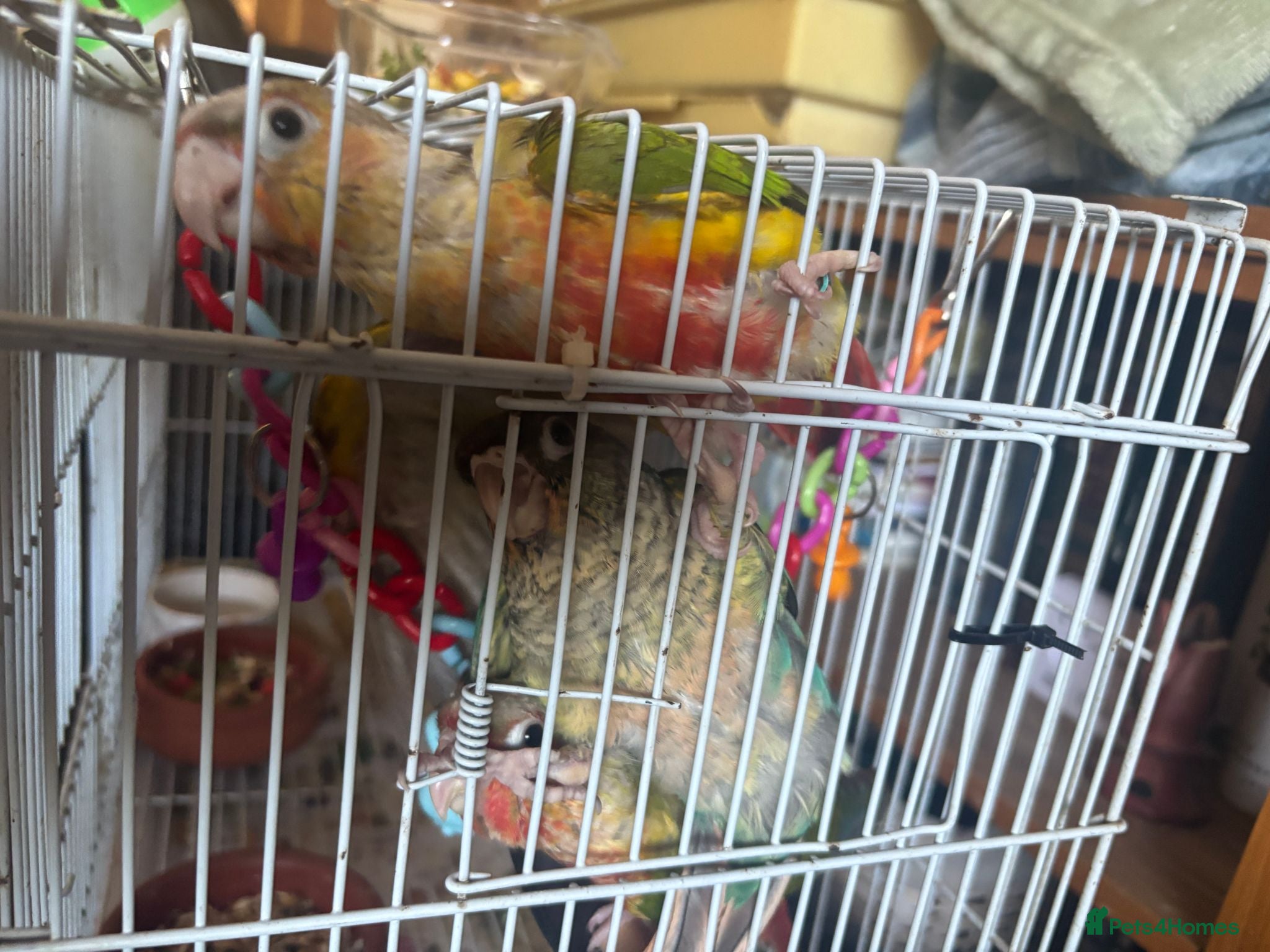 Parrots birds 3 x baby conures (two pineapple, one turquoise) - Advert 2