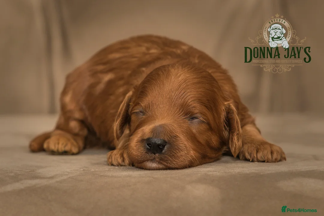 Cavapoo dogs for sale: Donna Jays Celebrity K9s only 1 deep red boy  - Advert 5