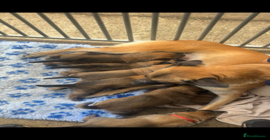 Belgian Shepherd Dog dogs 🐾🐾 BELGIUM MALINOIS 🐾🐾  - Advert 16