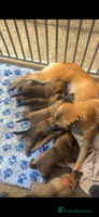 Belgian Shepherd Dog dogs 🐾🐾 BELGIUM MALINOIS 🐾🐾 - Advert 5