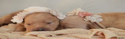 Labrador Retriever dogs for sale: One puppy left!! Health tested Labs-Yellow/Fox Red - Advert 26
