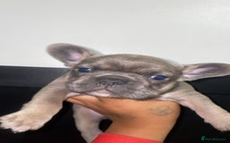 French Bulldog dogs for sale: Tri french bulldogs  - Image 9