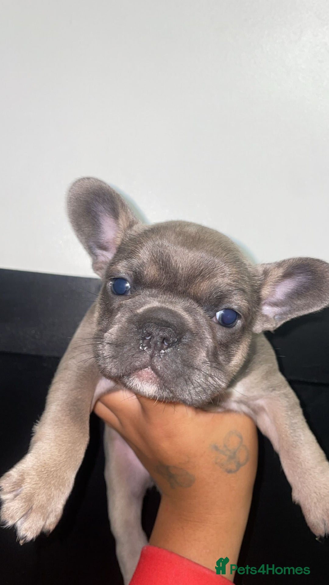 French Bulldog dogs for sale: Tri french bulldogs  - Image 9