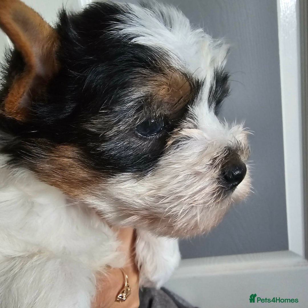 Yorkshire Terrier dogs for sale: 4 Adorable Yorkshire terrier pups  - Advert 2