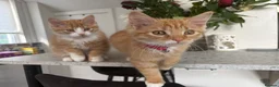 Mixed Breed cats for sale: 2 male kittens  in Knottingley - Advert 2