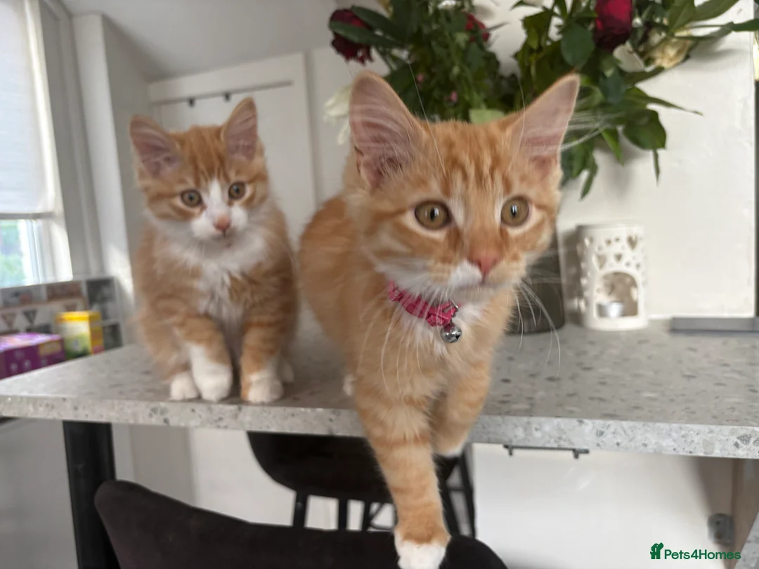 Mixed Breed cats for sale: 2 male kittens  in Knottingley - Advert 2
