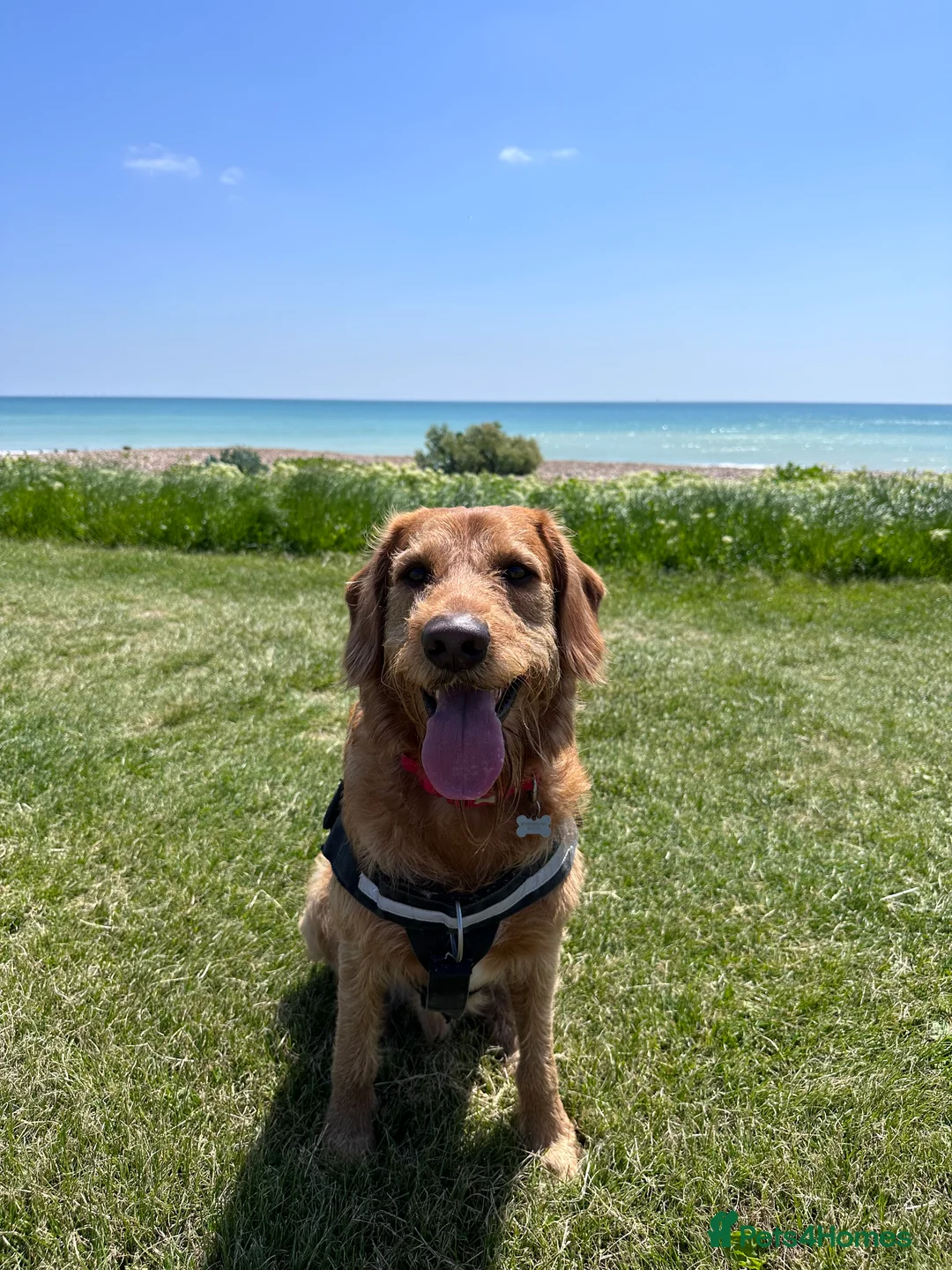 Labradoodle dogs for stud: STUD F1 Labradoodle  in Littlehampton - Advert 2