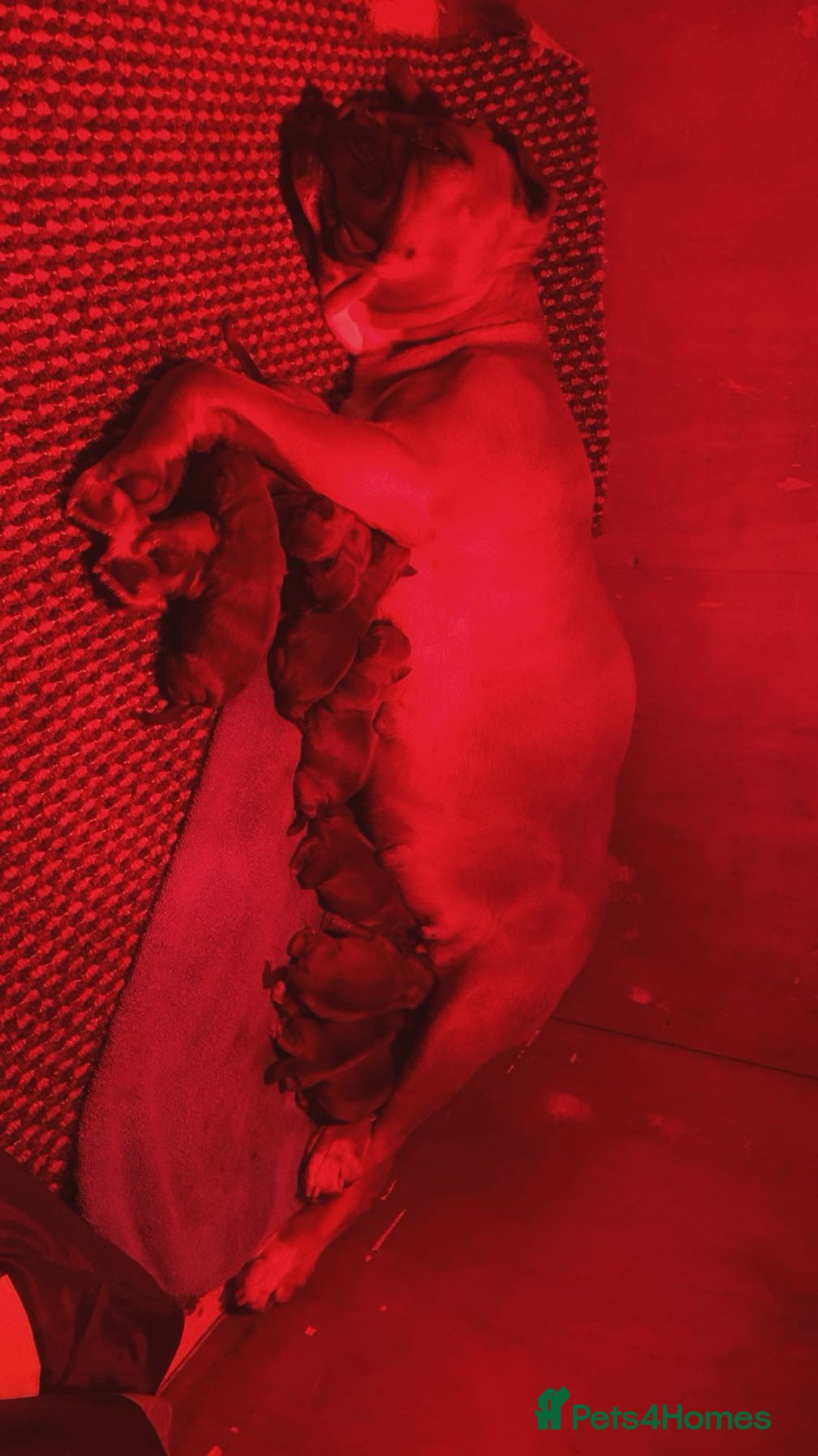 Boxer dogs for sale: Beautiful boxer puppies for sale  - Advert 7