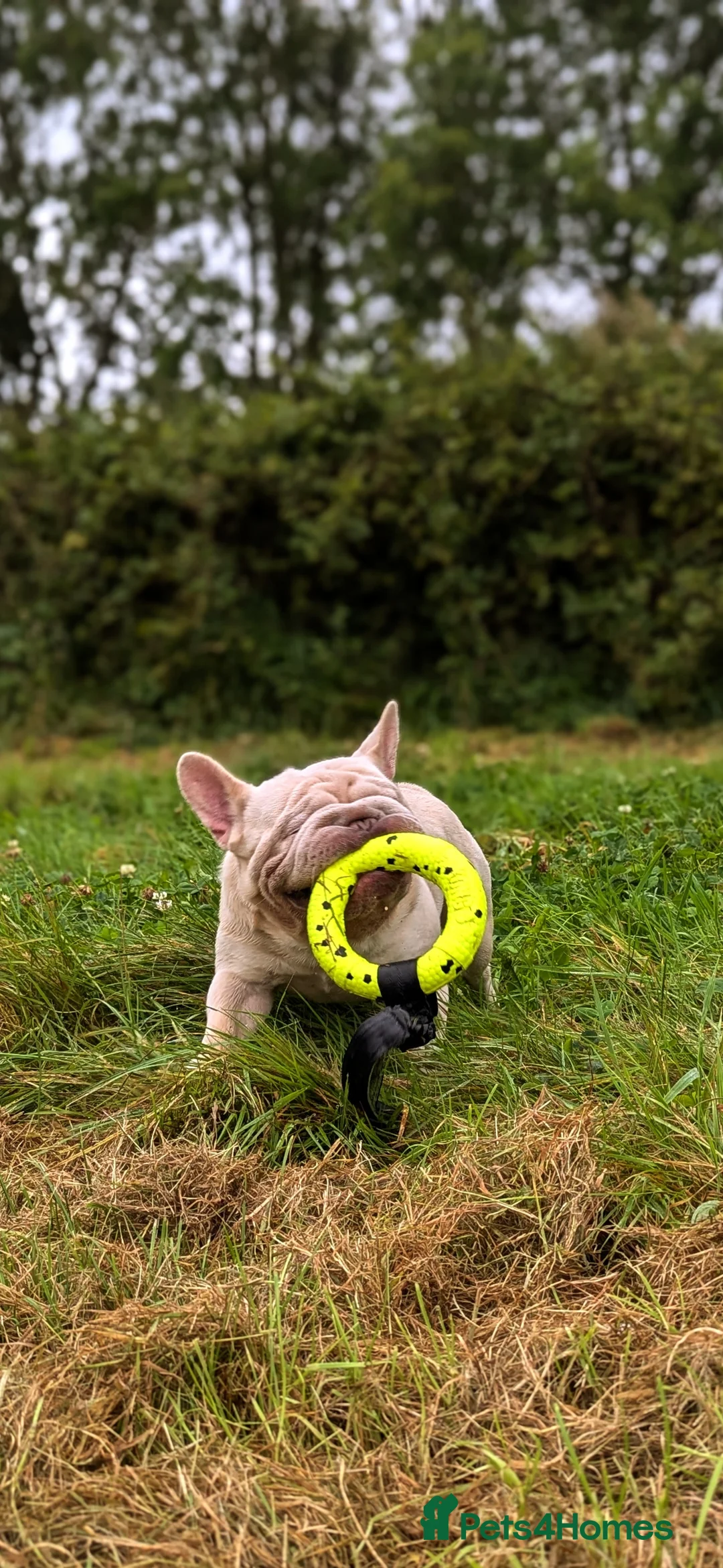 French Bulldog dogs for stud: Lilac platinum french bulldog stud in Portsmouth - Advert 8